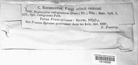 Hypoxylon rubiginosum image